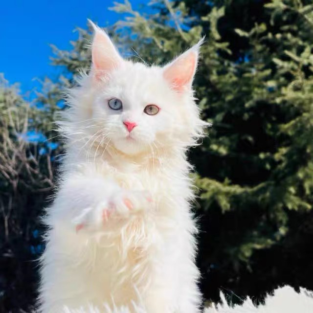 缅因猫,蓝眼白毛颜值高,体型大超霸气