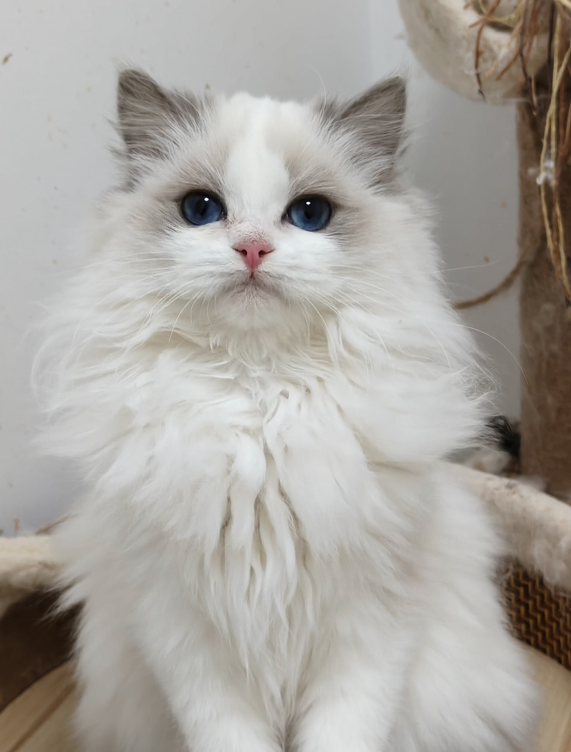 赛级双血统布偶猫蓝双妹妹，黏人性格好，活泼好动又可爱不挑食