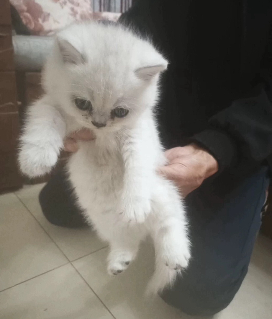 【特价】赛级银渐层宠物猫家养猫宝宝公猫母猫