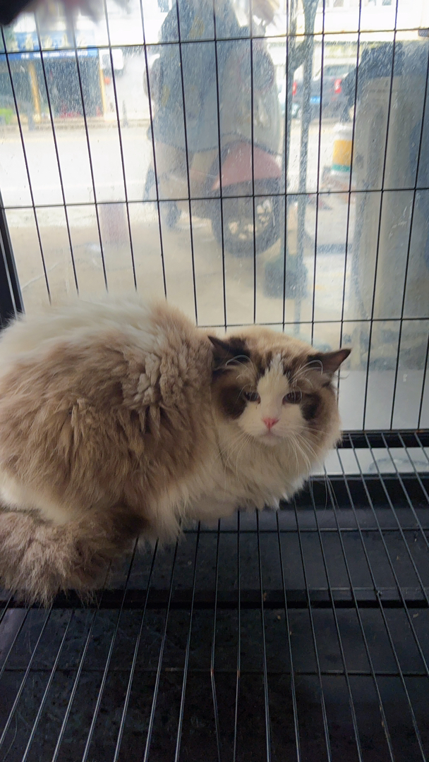 布偶猫
