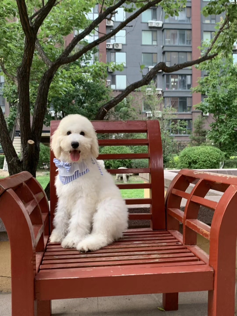 巨型贵宾犬，毛发蓬松似云朵，聪明温顺颜值高