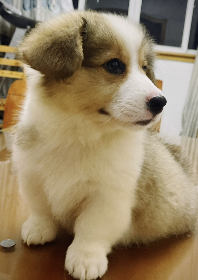 双血统可爱柯基幼犬，颜值高性格好，萌宠界的小短腿