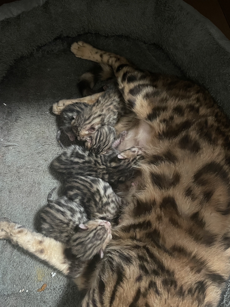 孟加拉豹猫