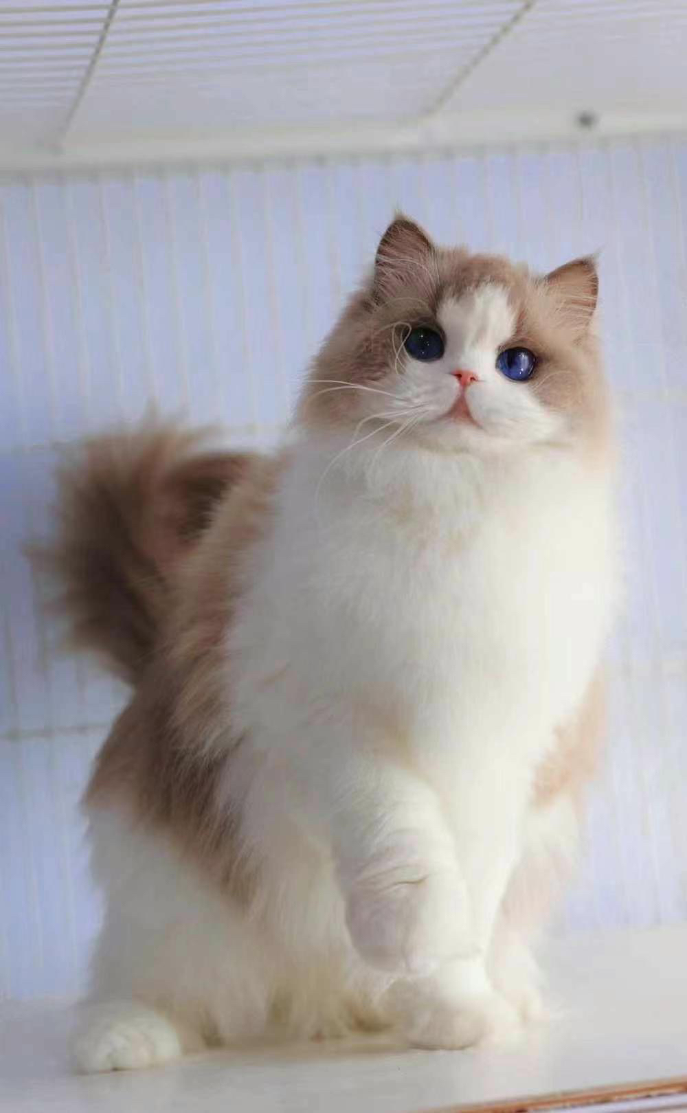 高端布偶猫❤️大爆毛精品