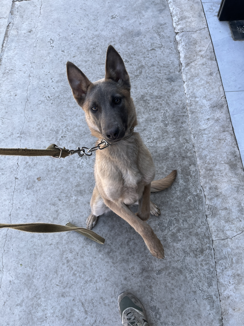 双血统蓝色马犬 6个月母 咬口好 食物动力强 服从行好