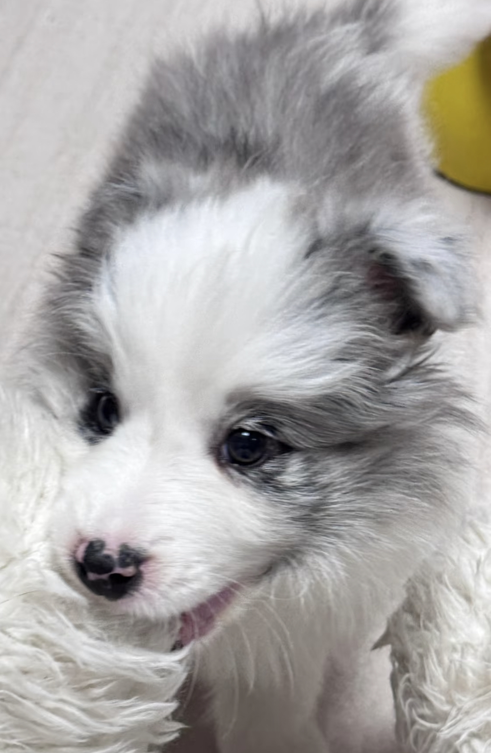 好可爱的陨石色边境牧羊犬
