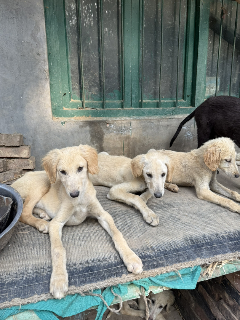 山东本地细犬优秀的中华田园犬疫苗齐全看家好护院认主包活包托运3个月