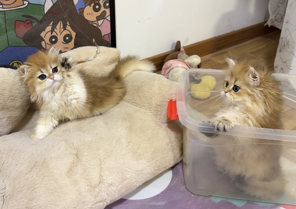 五短身材  大眼睛 小耳朵  c鼻  毛量优秀