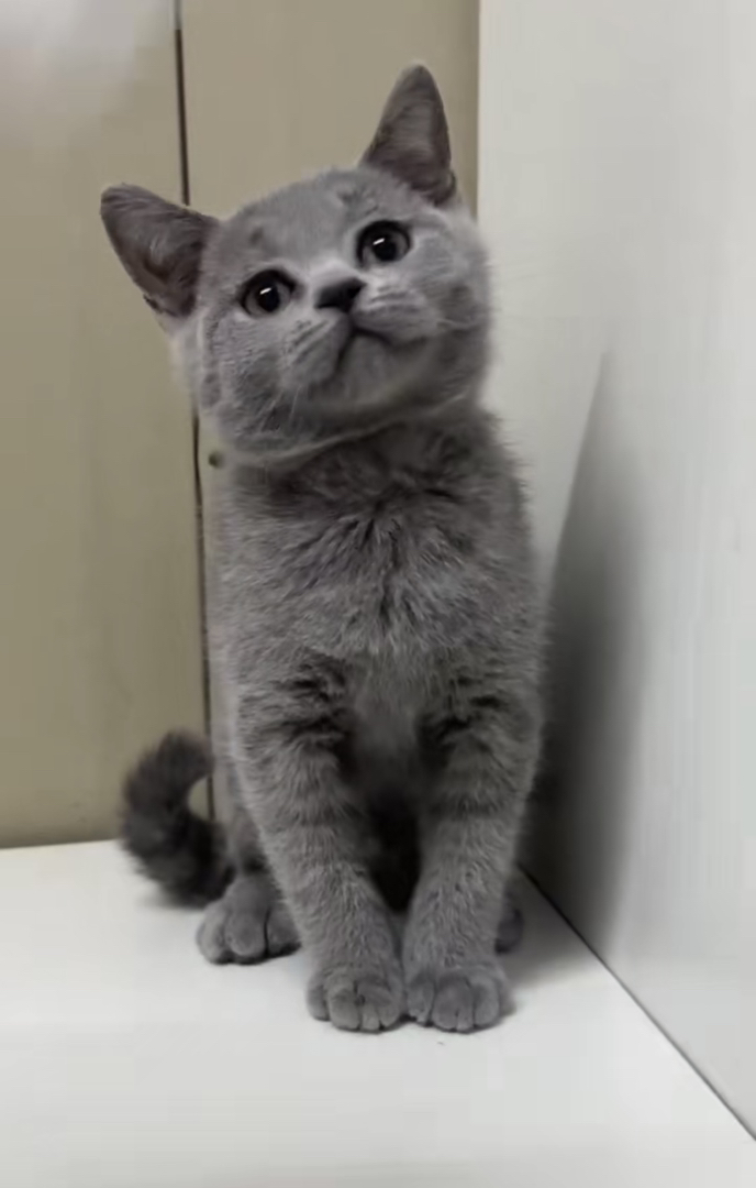 英短蓝猫,圆眼厚毛超可爱,温顺乖巧的绝佳伴侣