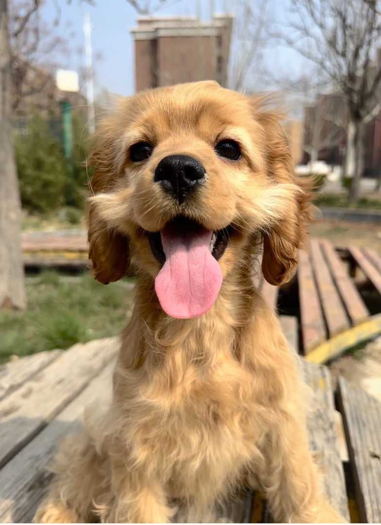 可卡犬幼犬,金黄卷毛垂耳,活泼爱笑温顺粘人,家庭伴侣优选