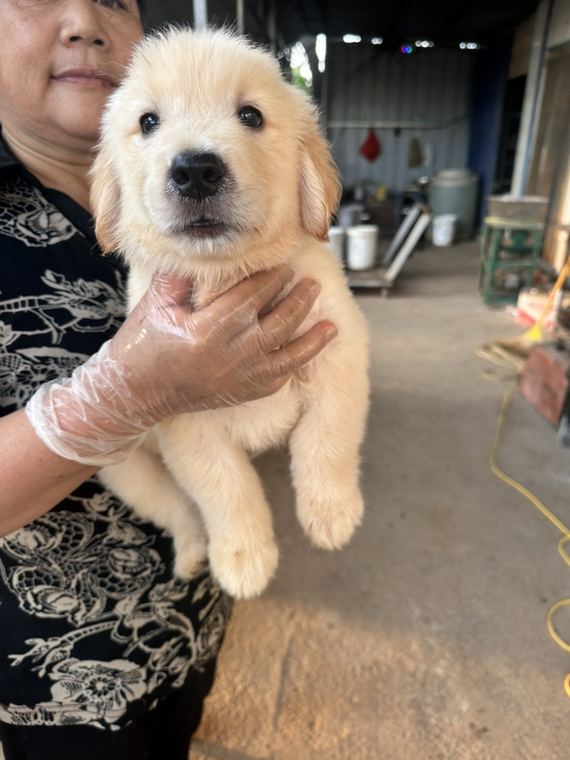金毛幼犬，可爱活泼，性格温顺，适合家庭养殖