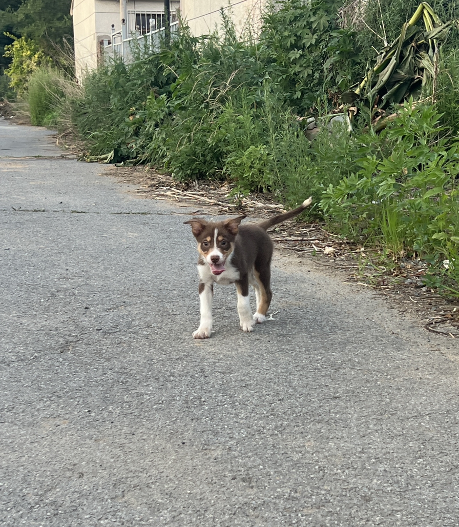 短毛边牧工作犬