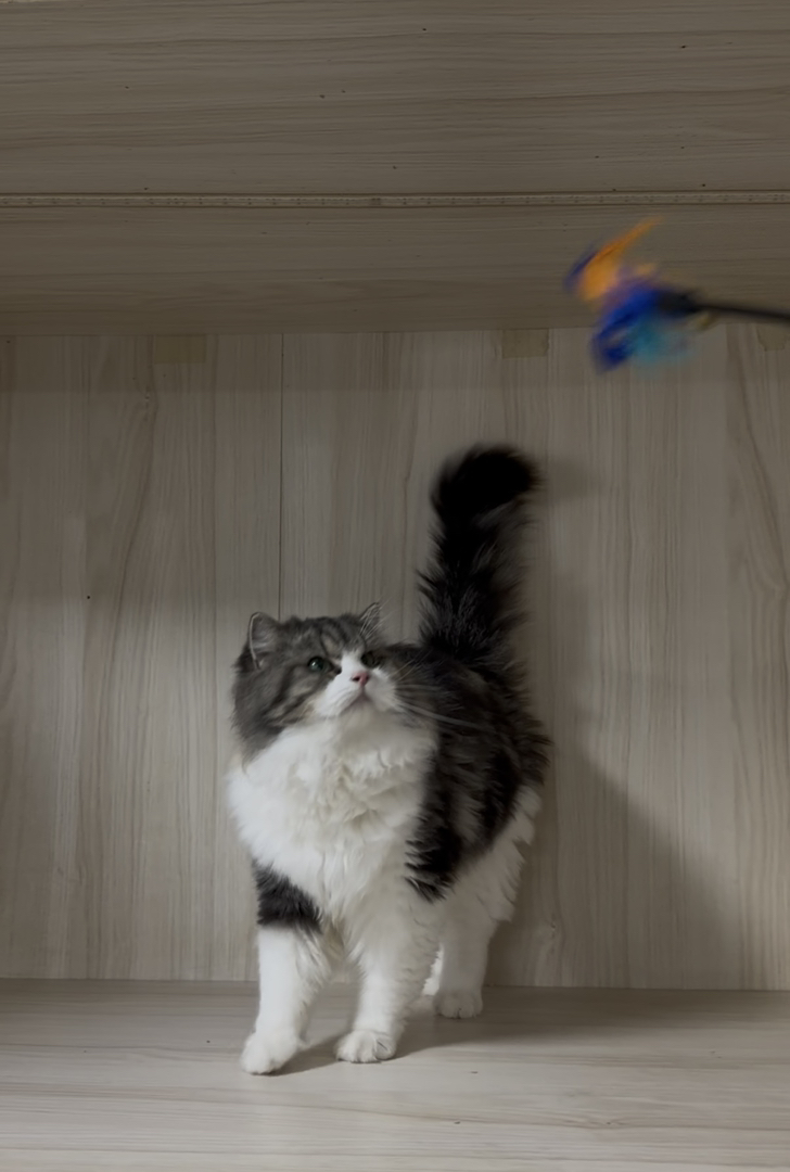 威武霸气的西森棕虎加白弟弟却是只嘤嘤怪？