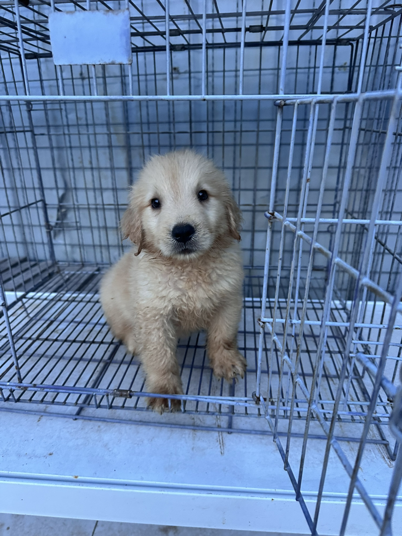 金毛幼犬，可爱活泼，性格温顺，适合家庭养殖
