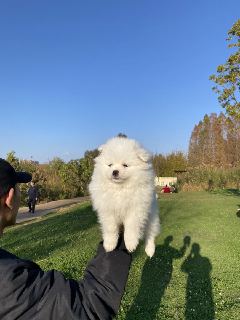 博美幼犬非常乖巧聪明，性格也好