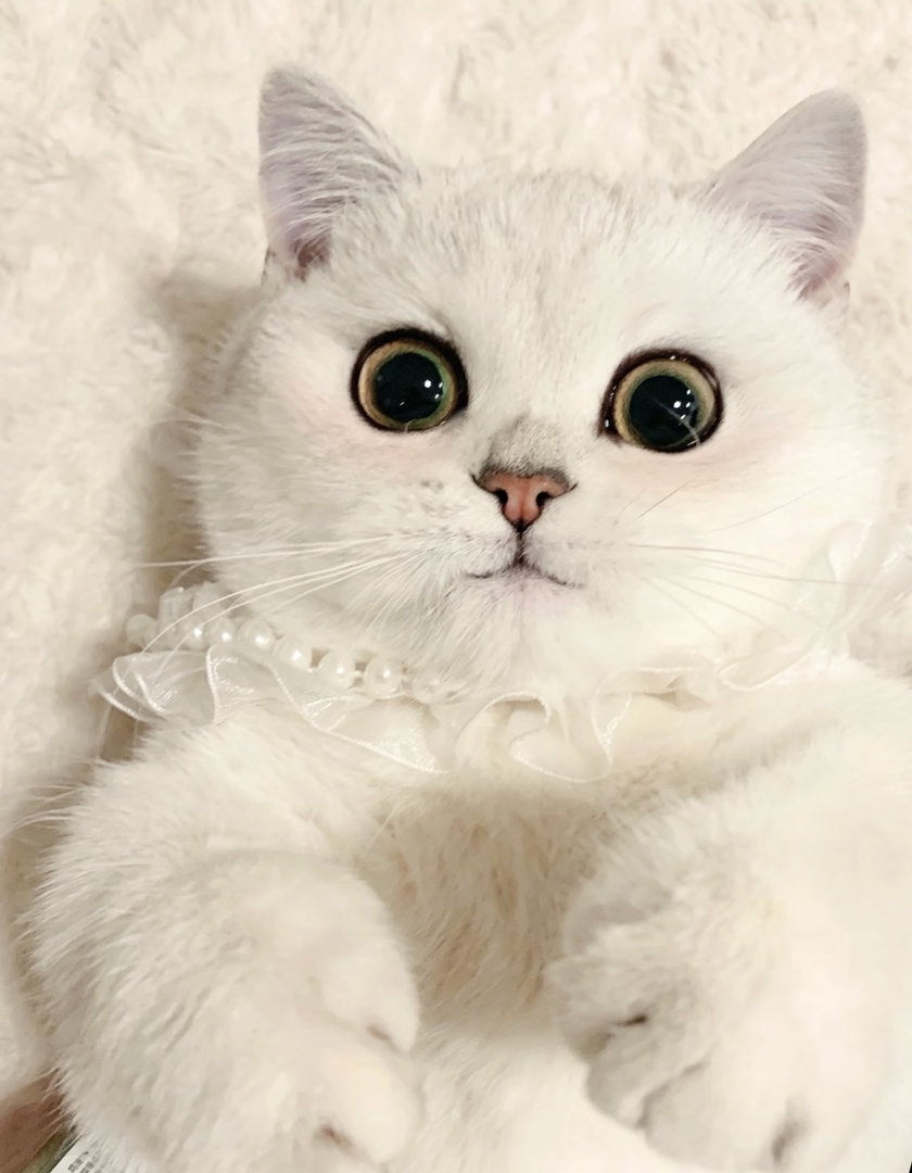 6个月银渐层大胖脸猫猫❤️疫苗齐全