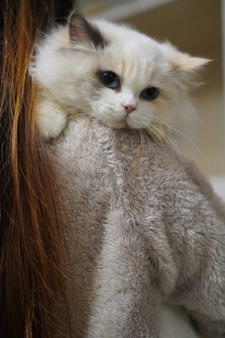 玳瑁布偶妹妹 软软糯糯的 毛量丰厚 已接种疫苗 随时可去新家