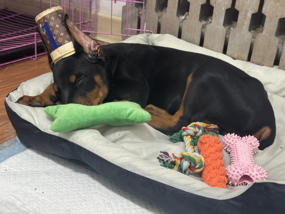 杜宾幼犬，聪明忠诚，外形帅气，守护家庭的好伙伴。