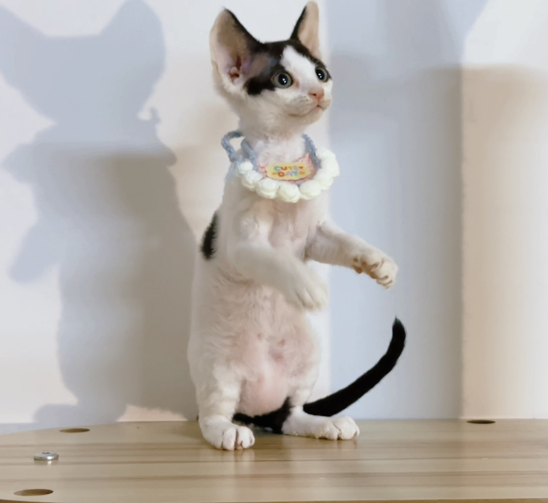 德文卷毛猫，精灵感十足，个性亲人超可爱