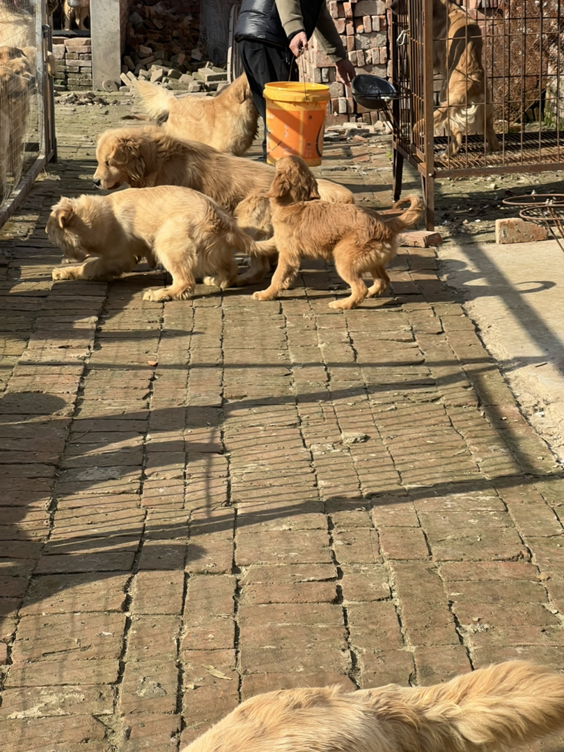 双血金毛，3个多月