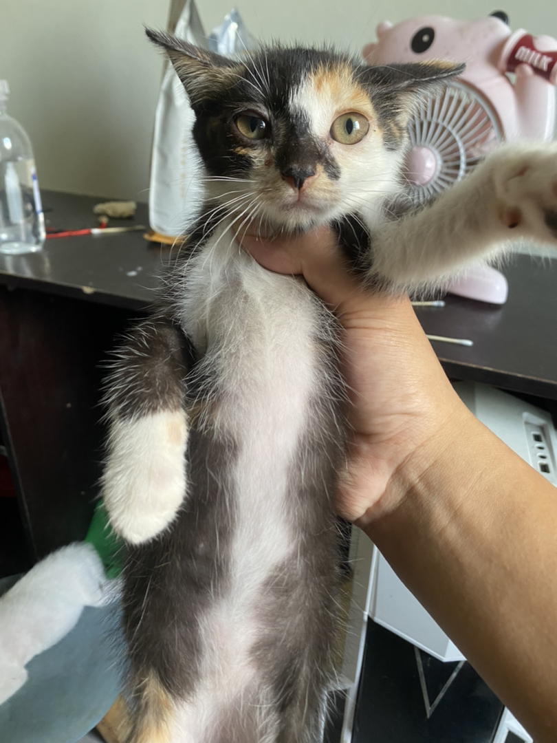三花猫幼崽，颜值超高，性格乖巧，养猫的绝佳选择