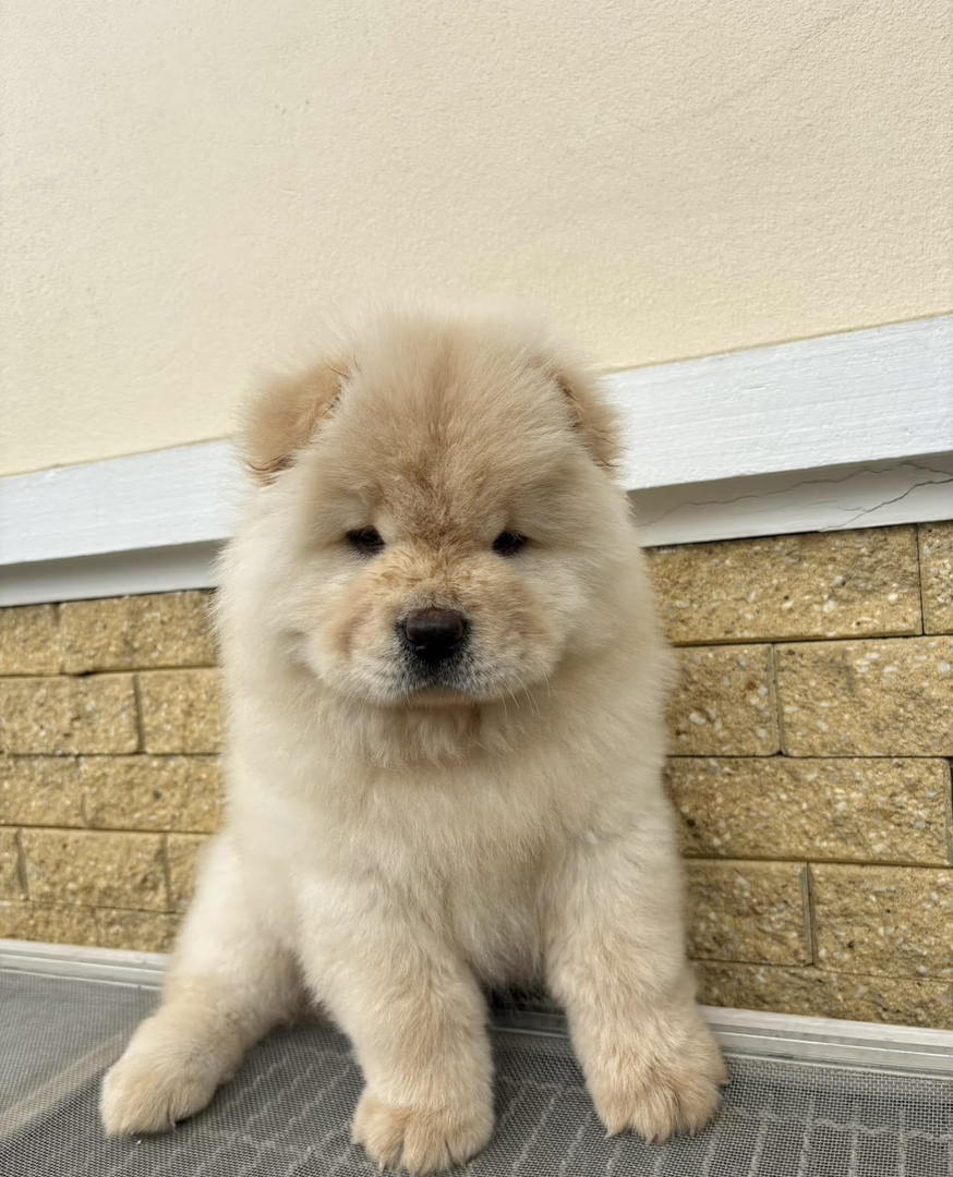 不挑食：松狮犬不挑食，容易喂养