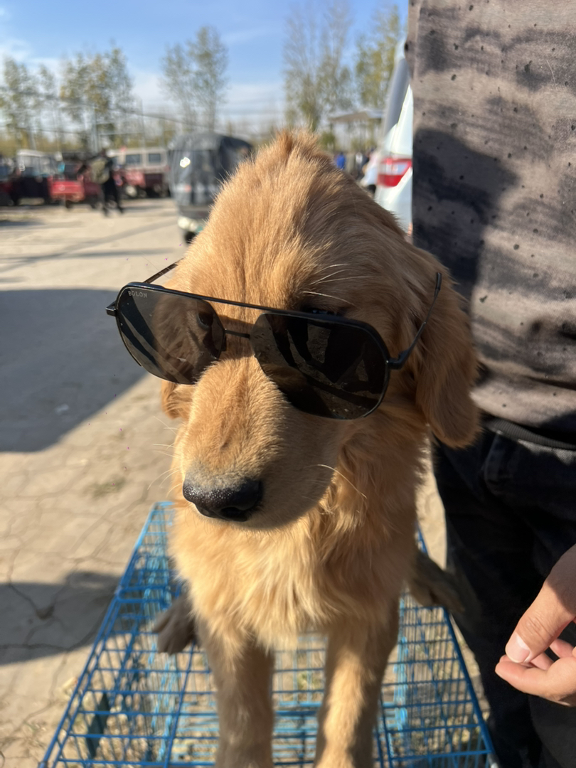 金毛寻回猎犬，温顺可爱，听话。