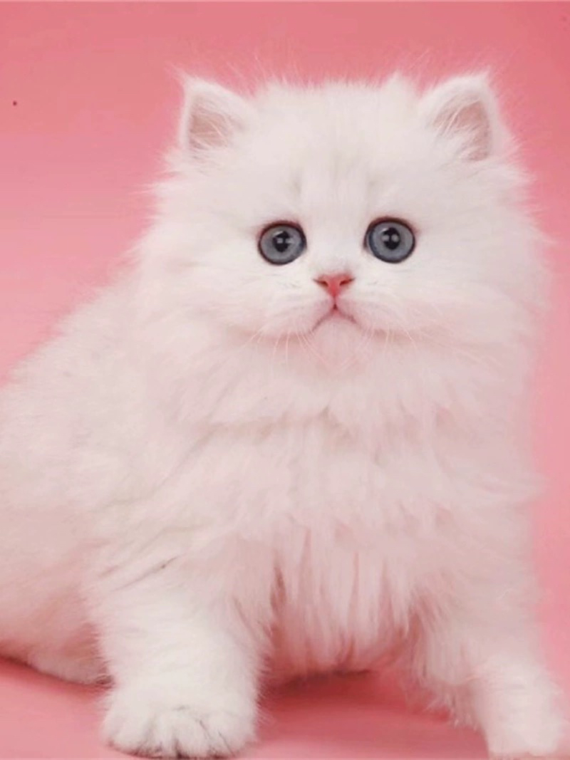 波斯系金吉拉猫猫❤️平台推荐