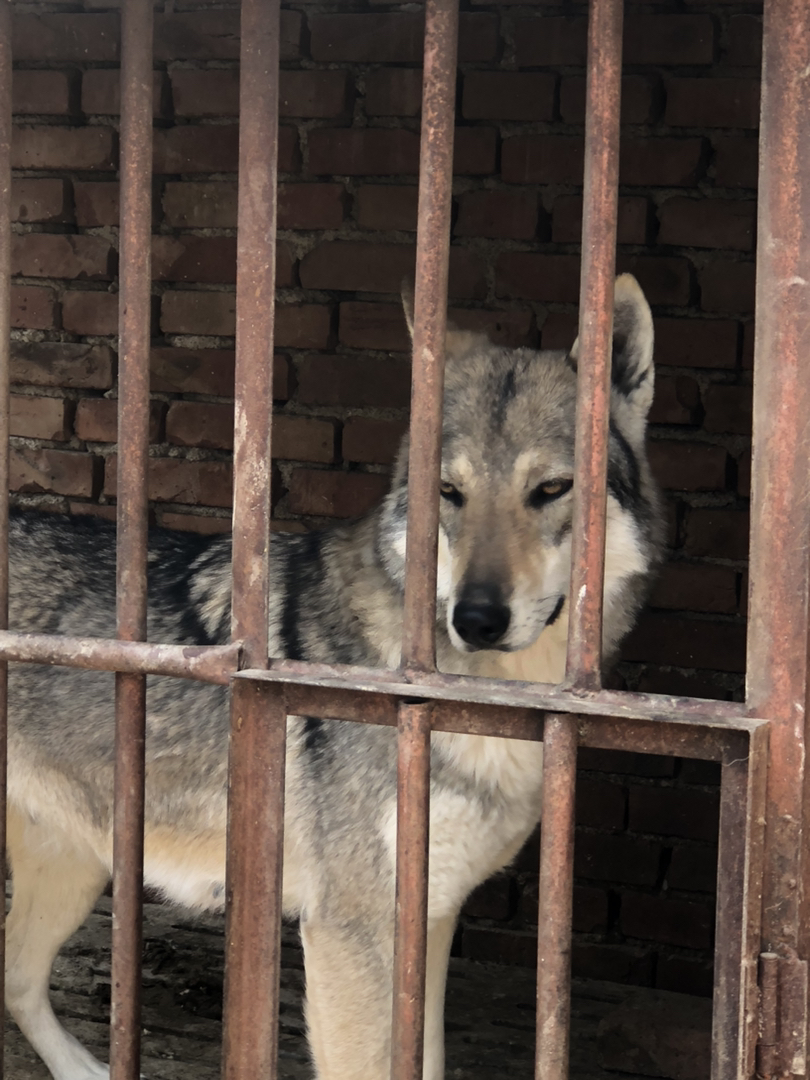 捷克狼犬找个新家！
