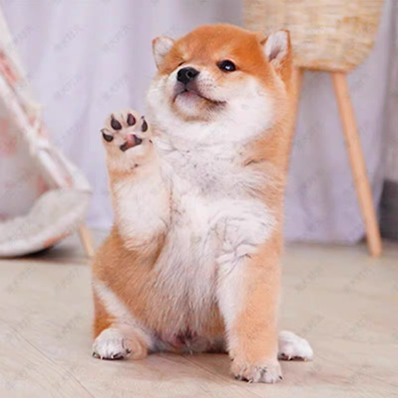 高端柴犬❤️金牌🥇商家推荐