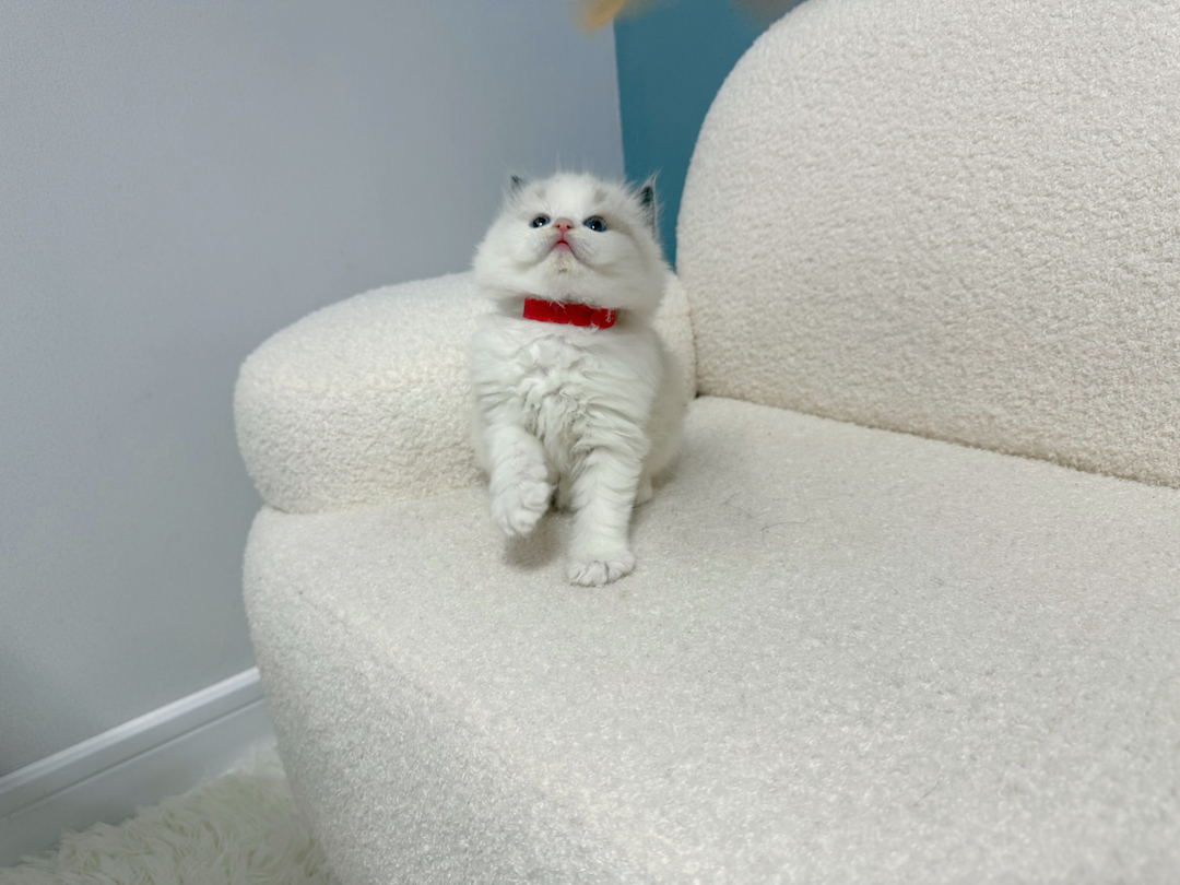 布偶猫