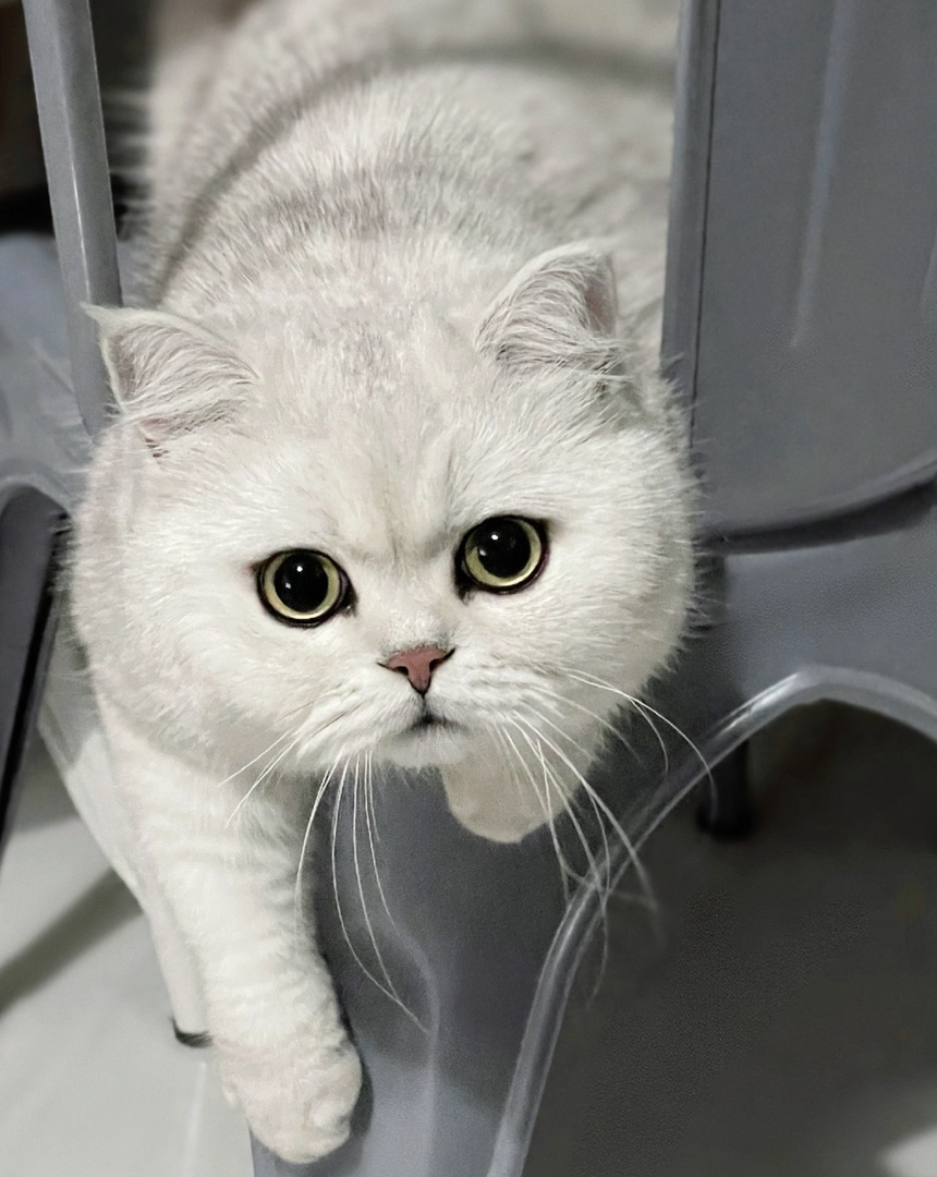 银渐层猫咪,大眼萌宠,毛发柔软,可爱到让人无法抗拒