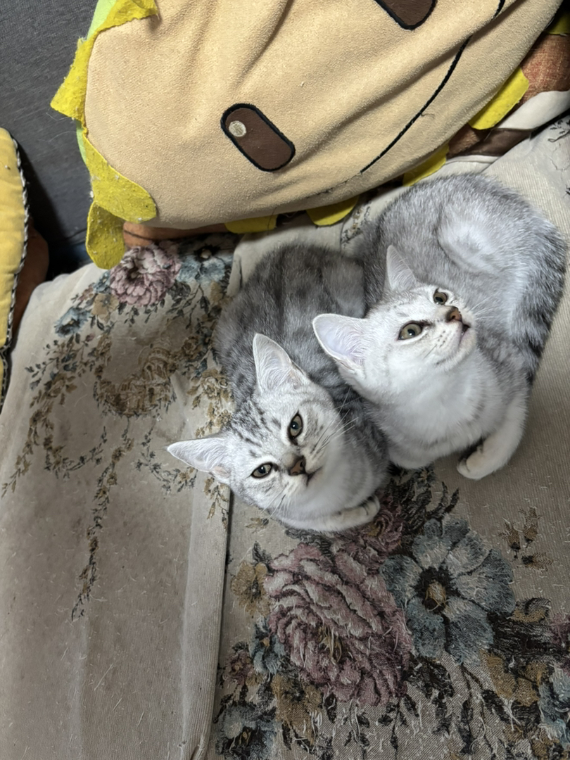 超级可爱小奶猫