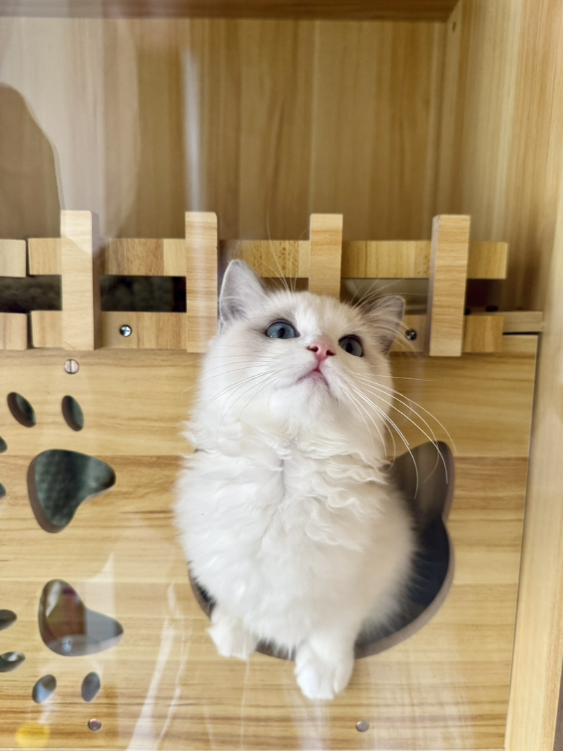 纯种赛级蓝双布偶猫，性格好，脾气好，省心好
养活