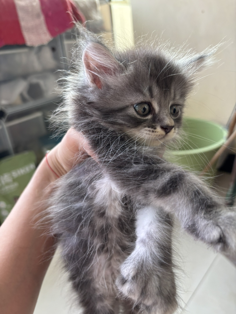 缅因大脚猫
