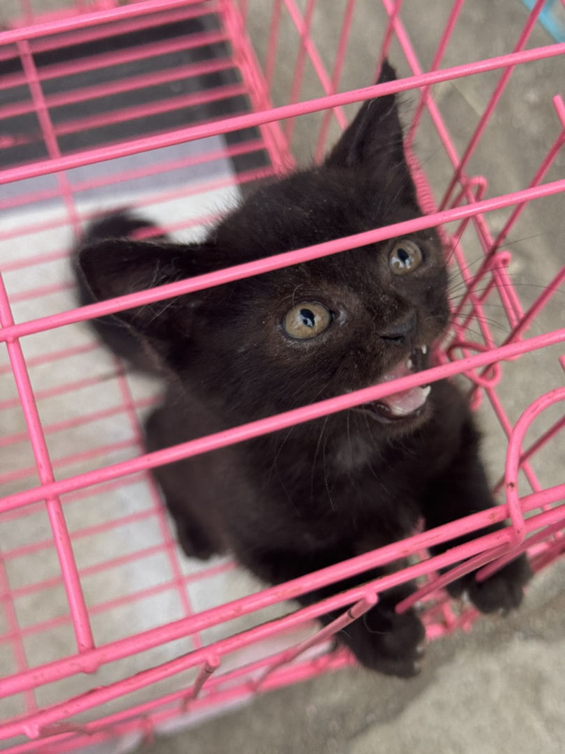 黑猫幼崽,纯黑油亮毛发,大眼灵动,温顺粘人,理想家庭伴侣