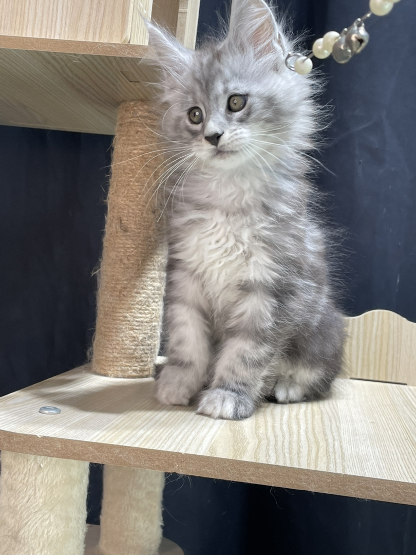 银虎弟弟,父亲11色,妈妈高银