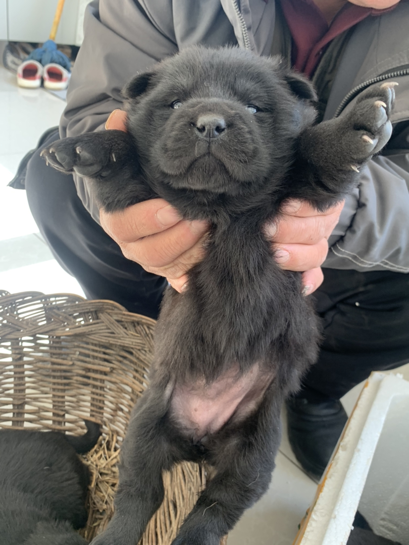 五黑犬、虎头猫耳、四肢粗壮、精品五黑、