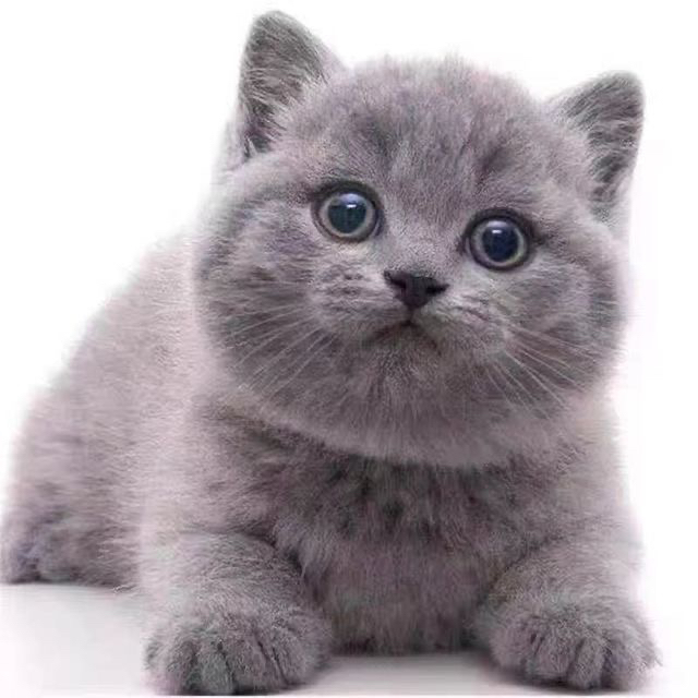 大胖脸蓝猫多只