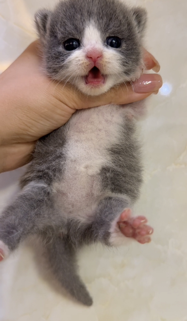自家繁育蓝白小猫