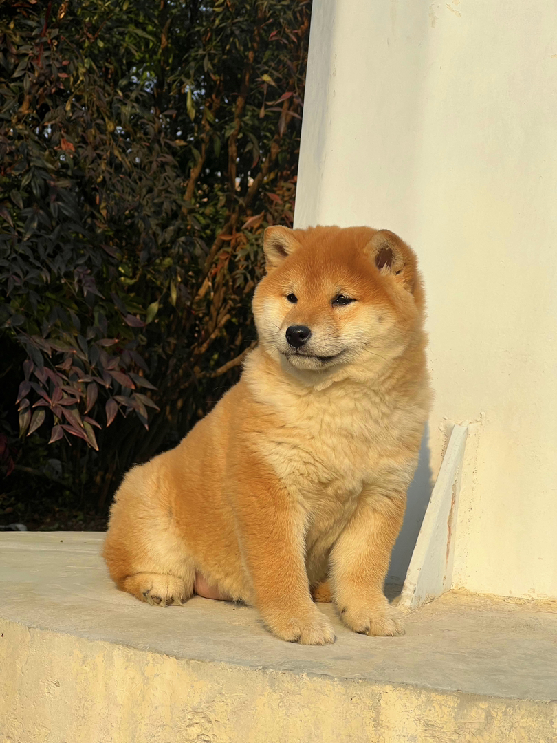 柴犬