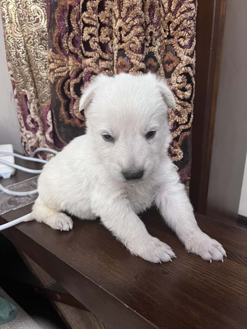 瑞牧幼犬，毛色如雪，聪明伶俐，陪玩好狗