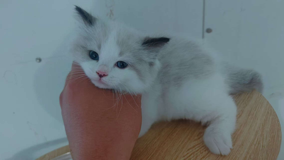 出售布偶猫【品种】布偶猫，【猫龄】两个月【特点】活泼、爱动、温柔、甜美。