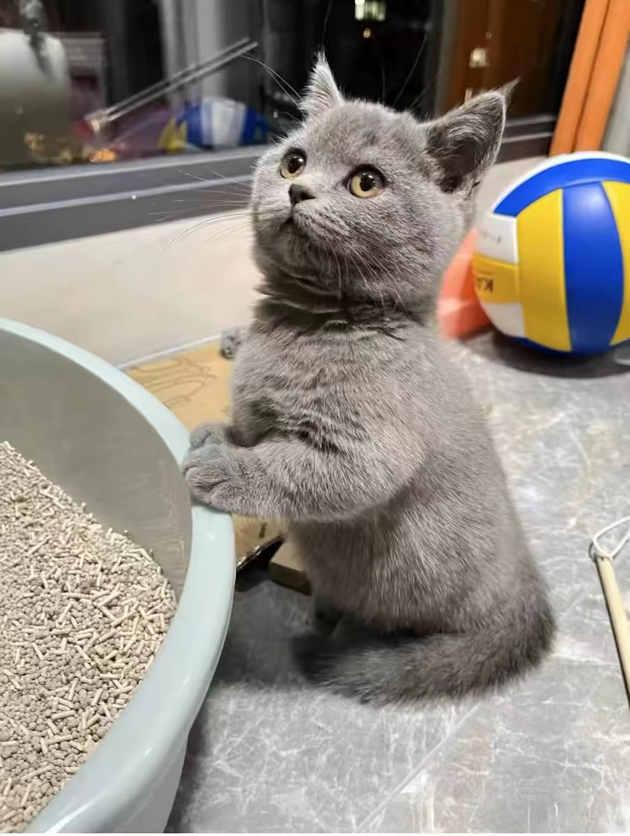 蓝猫包售后有猫瘟腹水健康问题可以退款