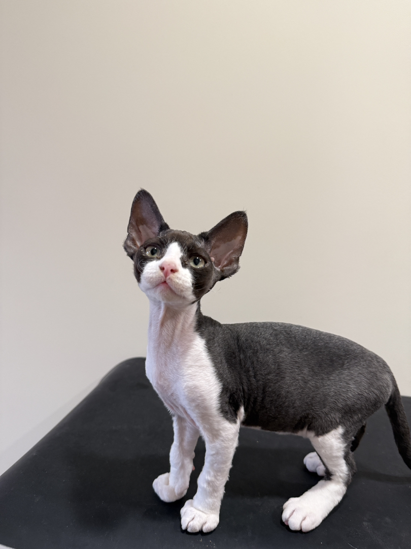 黑白开脸德文卷毛猫