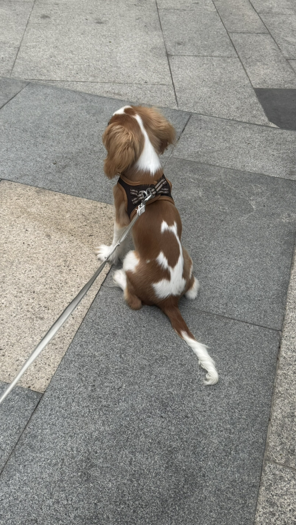 查理士王小猎犬,颜值爆表,性格乖巧,萌宠首选