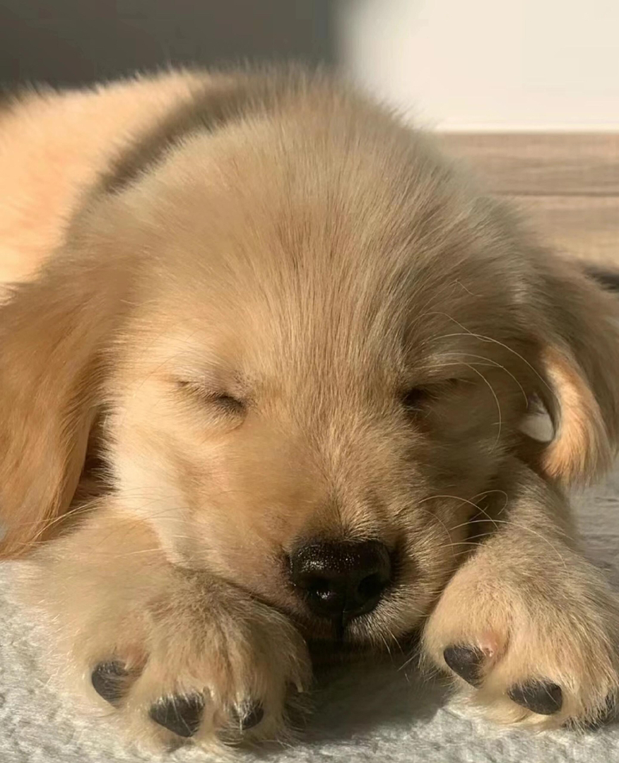 金毛幼犬(金毛寻回犬),毛发蓬松金黄,温顺可爱,家庭陪伴佳选