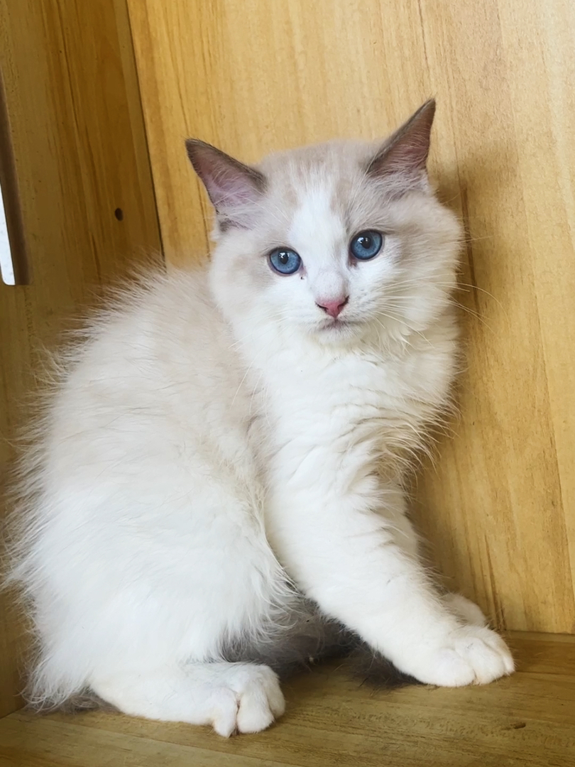 布偶猫幼崽，蓝眼白毛颜值高，性格温柔，养猫首选 公母都有600一只