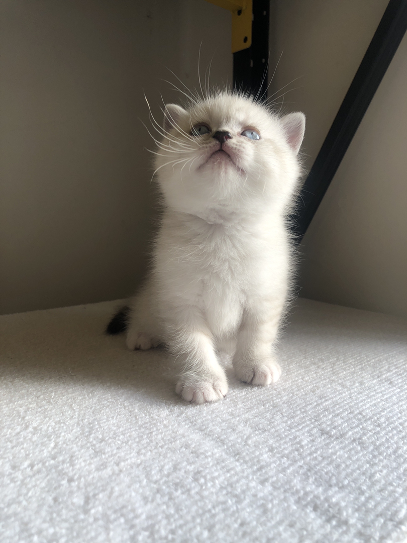 英短山猫重点色