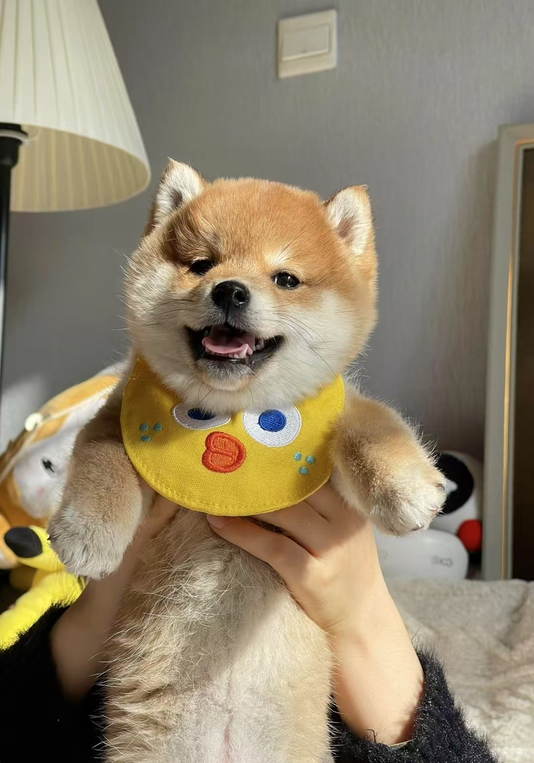 柴犬幼崽 送过渡粮 狗绳 ➕狗瘟 冠状 细小试剂检测